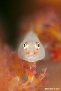 A Ghost by William Loke 